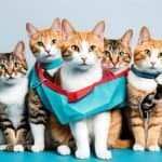 Cat Spaying and Neutering