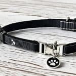 Cat Collars and Tags